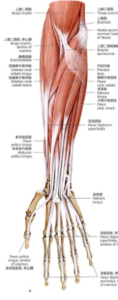 前腕の筋肉